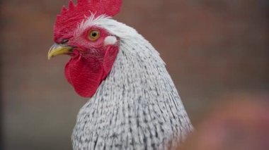 Kırmızı taraklı yerli horoz, gri tüyler, sarı gaga kameraya bakıyor, bulanık arka planda ötüyor. Kuş çiftliğindeki çiftlik çiftliğinde tavuk. Serbest çiftçilik kavramı. Görüntüyü kapat
