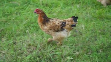Köyün kırsal kesimindeki çayırlarda yeşil çimlerde yürüyen güzel, renkli bir tavuk. Kapatın, açık hava. Kuş çiftliği. Tavuk çiftliği tavuk çiftliği kavramı. Güneşli bir gün. Kimse yok..
