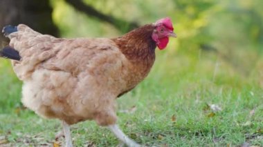 Büyük bir yerli kahverengi tavuk yeşil çimenleri gagalar ve otlar, solucanları arar, kır bahçesinde tohumlar. Tavuk yürüyüşü, kuş çiftliğinde beslenme, açık hava. Serbest tarım kümes hayvanları konsepti, güneşli bir gün