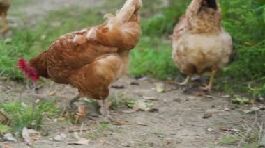 Birçok yerli kahverengi tavuk çimenlerde otlar, yiyecek arar, yeşil çimlerin arkasında solucanlar. Tavuklar yürür, hayvan çiftliğinin yakınlarında beslenir. Serbest tarım kümes hayvanları konsepti