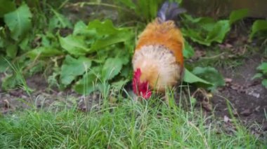 Kahverengi ve siyah tüylü öfkeli bir evcil horoz toprağı kazıyor, etrafa bakıyor, yiyecek arıyor, toprakta kurtçuklar ve kümes hayvanlarının çimlerinde çimenler. Açık hava yakın çekim görüntüsü. Güneşli bir gün.