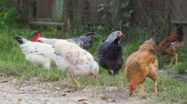 Birçok evcil tavuğun güneşli bir günde yeşil çimlerin üzerinde otlamasını yakından izleyin. İnsanlar olmadan. Tavuklar çimenleri gagalarlar, yürürler, solucan ararlar. Serbest kümes hayvanları kavramı