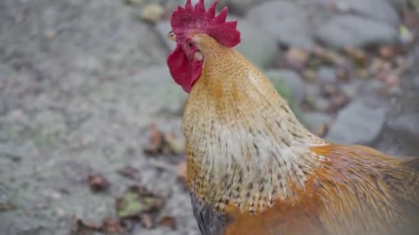 Ein Großer Schöner Brauner Hahn Mit Rotem Kopf Wandelt Auf — Stockvideo