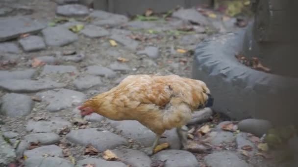 Eine Schöne Braune Henne Pickt Und Futtert Zwischen Steinen Auf — Stockvideo