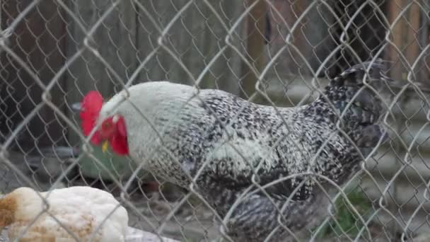 One Black White Cock Red Face Walks Animal Pen Keeping — Stock Video