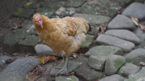 Domestic Brown Hen Walks Other Chickens Garden Stone Temple Morning — Αρχείο Βίντεο