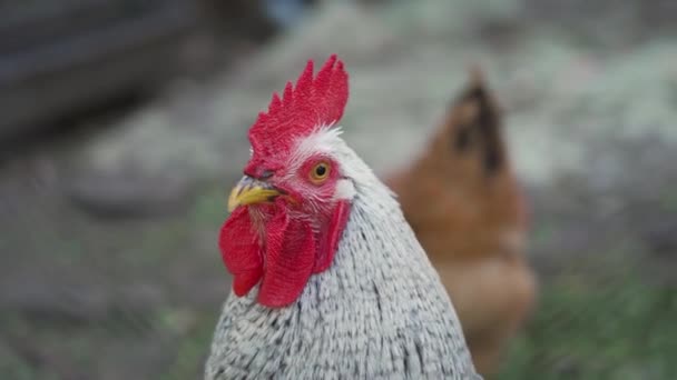 One Big Domestic Pretty Grey Rooster Red Head Comb Stare — Stock Video