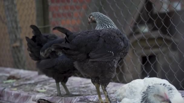 黒と白の鶏が鳥かごの中の羽をきれいにしてビューを閉じます ファーマーズ パドック グリッドとレンガの壁の背景 村の鳥の牧場 屋外だ オープンエアファーム — ストック動画