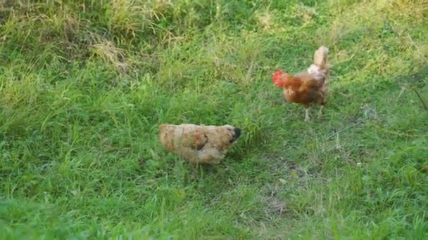村の緑の牧草地で大きな国内の美しい鶏と茶色の草 鶏は草を食べ 虫を探します 晴れた日 屋外だ 人がいない 自由な範囲の鶏の概念 — ストック動画