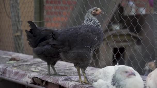 グリッドとレンガの壁の背景に農家のパドックで白と黒の羽を持つかなりのとき 村の鳥の牧場 外で休もう 鶏は食べ物を探しています — ストック動画