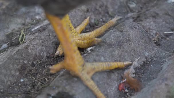 Закройте Вид Желтые Грязные Куриные Ножки Острыми Ножницами Фоне Шифера — стоковое видео