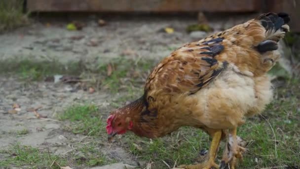 Krásné Domácí Kuře Černým Hnědým Peřím Chodí Čerstvém Vzduchu Hledá — Stock video