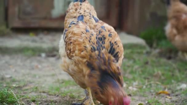 Kahverengi Siyah Tüylü Güzel Evcil Tavuk Otların Arasında Gezer Beslenir — Stok video