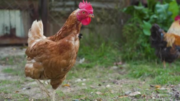 Одна Бытовая Коричневая Курица Рыжей Головой Гуляет Зеленому Саду Фоне — стоковое видео