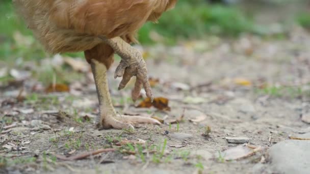Nahaufnahme Von Weißen Schmutzigen Hühnerbeinen Mit Scharfen Nägeln Vor Dem — Stockvideo