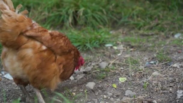 One Small Domestic Brown Hen Red Head Looks Food Worms — Stockvideo