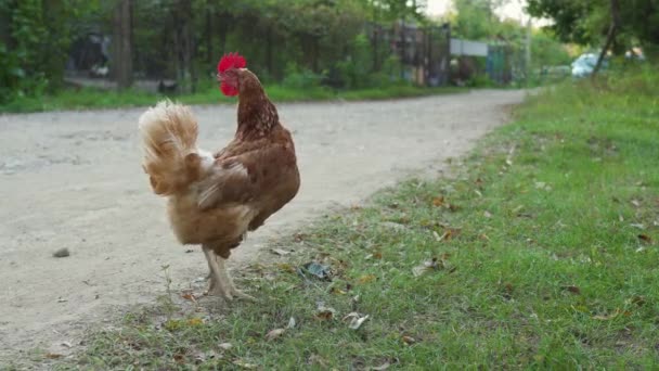 Jeden Samotny Domowy Brązowy Kurczak Spaceruje Wzdłuż Drogi Pobliżu Zielonej — Wideo stockowe