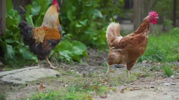 Chickens Grazing Meadow Small Domestic Brown Hen One Cock Red — Stock Video