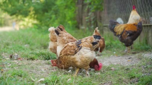 国内の美しい鶏や村の緑の牧草地で多くの茶色の鶏の放牧 鶏は草を食べ 虫を探します 晴れた日 屋外だ 人がいない 自由な範囲の鶏の概念 — ストック動画