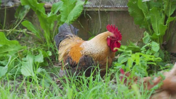 One Young Domestic Confident Rooster Brown Black Feathers Red Head — Stock Video