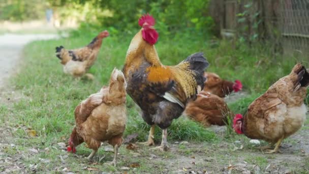 黒と茶色の羽を持つ1つの鶏は鶏小屋で注文を維持します 鶏は翼を羽ばたき 地域を守る 伝統的な田舎の庭で鳥が餌を与える 自由な範囲の養鶏の概念 — ストック動画