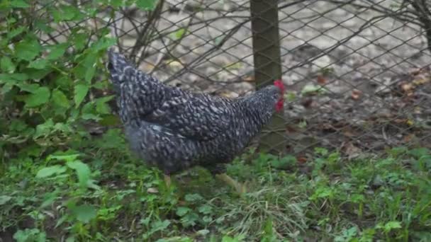 Satu Ayam Hitam Saja Berjalan Semak Semak Hijau Pertanian Ayam — Stok Video
