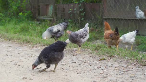 多くの国内の鶏 緑の芝生の上で ワームを探して歩く 田舎の庭で鶏の餌 鳥の農場で庭を焼きなさい 自由な範囲の養鶏の概念 春の時間だ ビューを閉じる — ストック動画