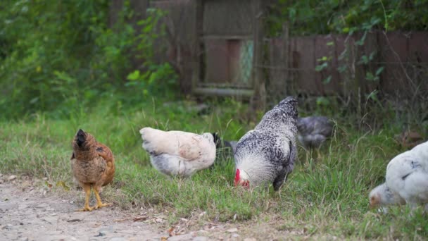 鶏の牧草地 鶏や鶏の牧草地で放牧 緑の草を食べる 鶏が歩き 屋外の近くの動物牧場の近くで餌を食べます 自由な範囲の養鶏の概念 — ストック動画