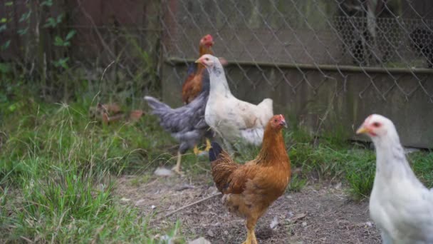 美しい明るい鶏の鶏の糞や午前中に庭の田舎で雑草を食べ 食べ物 草を探しています ビューを閉じます 屋外だ 自由な範囲の養鶏の概念 — ストック動画