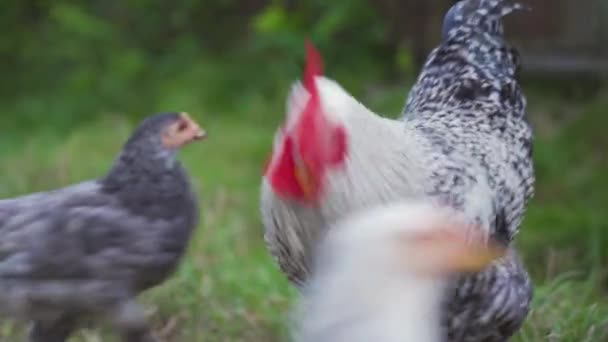 Detailní Portrét Kohouta Bílým Černým Peřím Kráčí Hledá Jídlo Zelené — Stock video