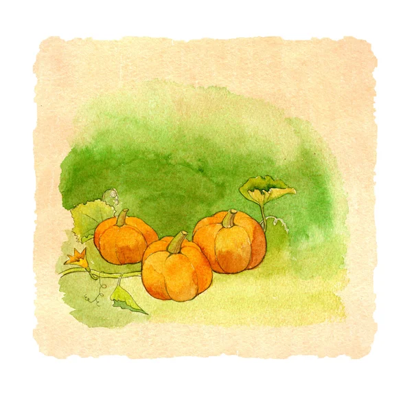 Pumpa, akvarell illustration — Stockfoto