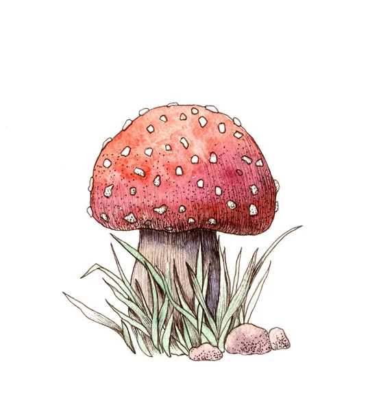 Mushrooms, watercolor illustration, graphics — Stock Photo, Image