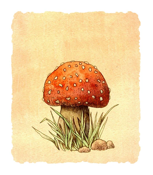 Funghi, illustrazione ad acquerello, grafica — Foto Stock