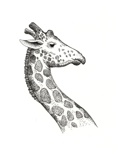 Giraffa, disegno, fauna. illustrazione — Foto Stock