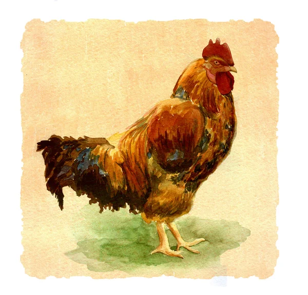 horoz, suluboya, illüstrasyon, grafik