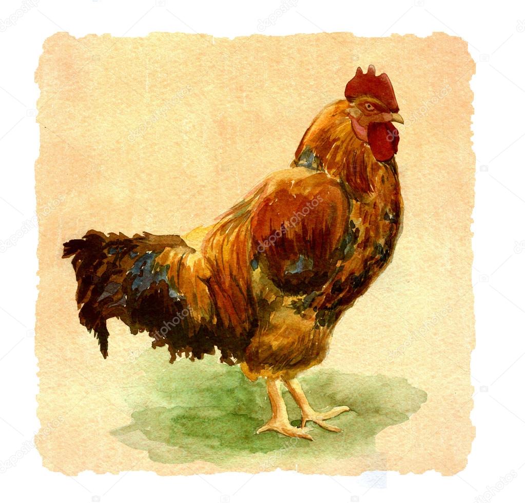 rooster, watercolor, illustration, graphic