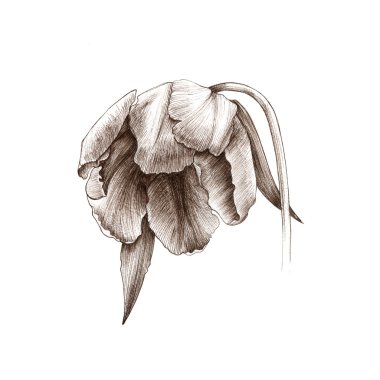 Lale, çiçek, suluboya, çizim