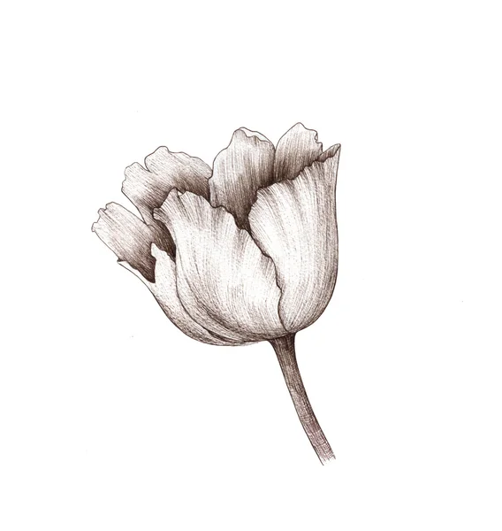 Tulipán, flores, acuarela, dibujo — Foto de Stock