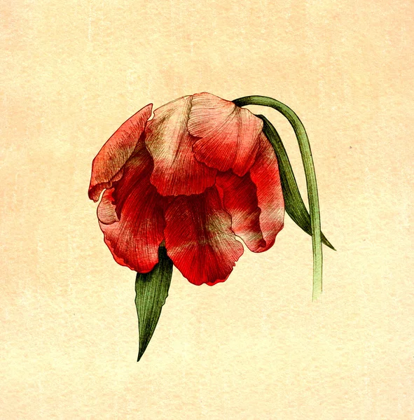 Tulipán, flores, acuarela, dibujo — Foto de Stock