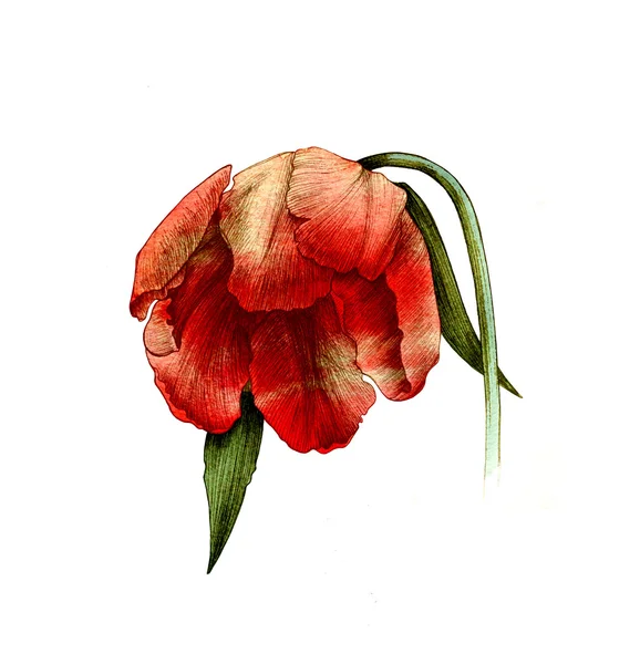 Tulipán, květiny, akvarel, kresba — Stock fotografie