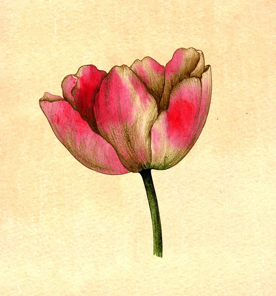 Tulp, bloemen, aquarel, tekening — Stockfoto