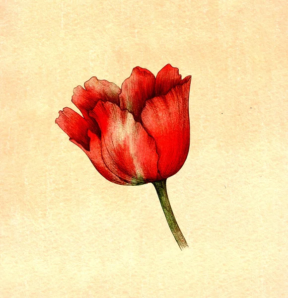 Tulipán, virág, akvarell, rajz — Stock Fotó