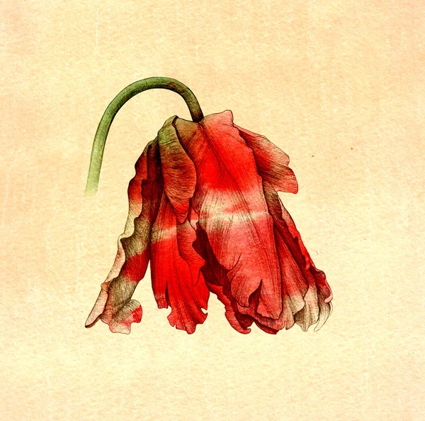 Tulipe, fleurs, aquarelle, dessin — Photo