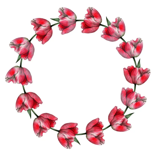 Tulipa, flores, aquarela, desenho — Fotografia de Stock