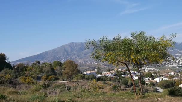 A árvore em um contexto de montanhas . — Vídeo de Stock