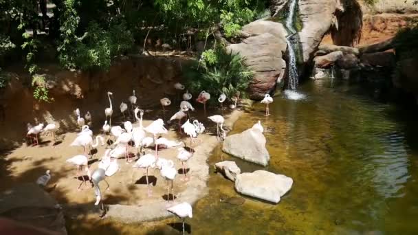 Flamingo ruht in einem Park. — Stockvideo
