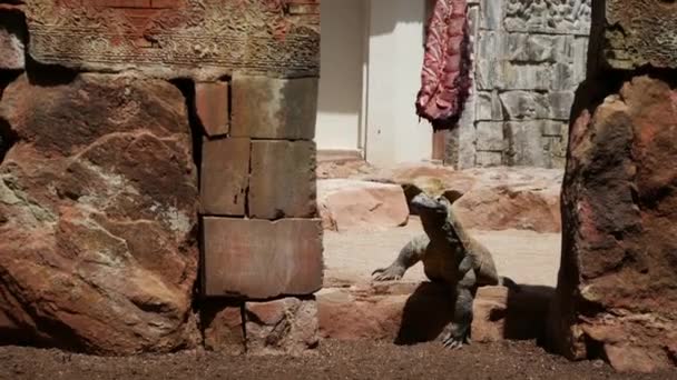 Madagaskar lemur, relaks, porysowany. Lemury Madagaskaru w zoo. — Wideo stockowe