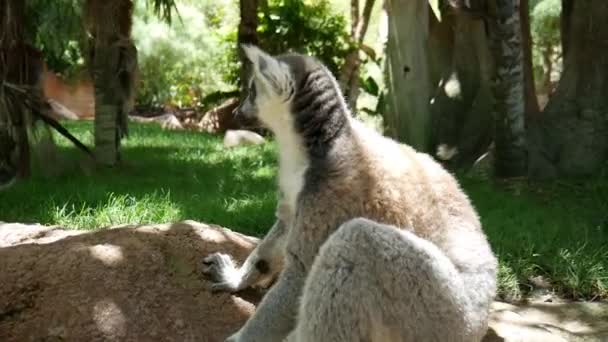 Мадагаскар lemur, розслабитися, подряпав. Лемури Мадагаскару в зоопарку. — стокове відео