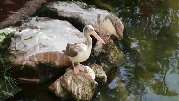 Pelikaner på klipporna — Stockvideo