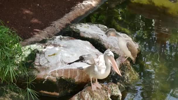 Pelicans on the rocks — Stock Video